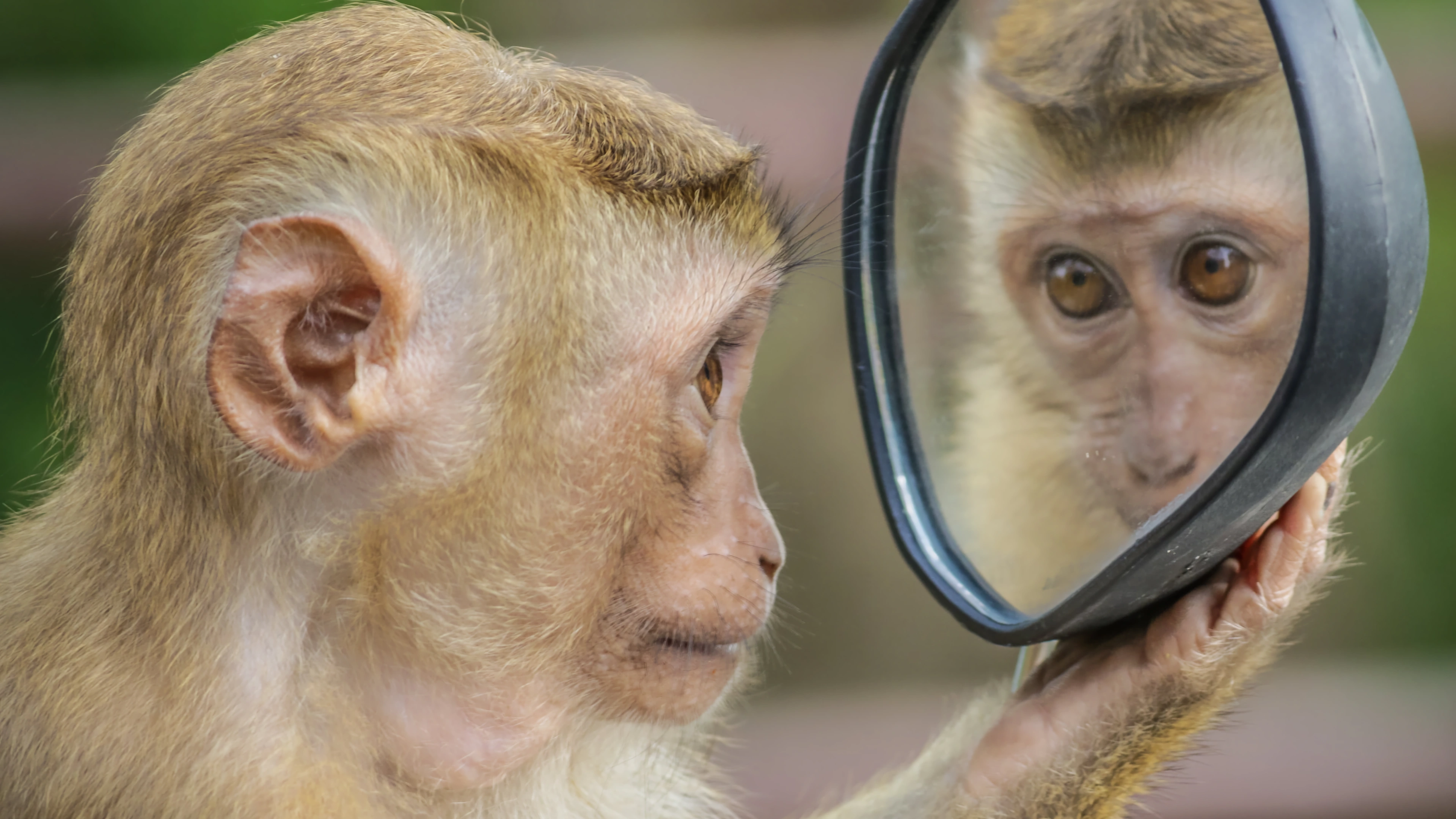 Close-up of a small macaque monkey looking curiously at its own reflection in a round motorcycle wing mirror held in its hand.