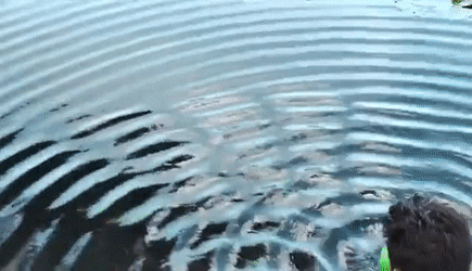 Figure 5. Two circular waves in an actual pond.