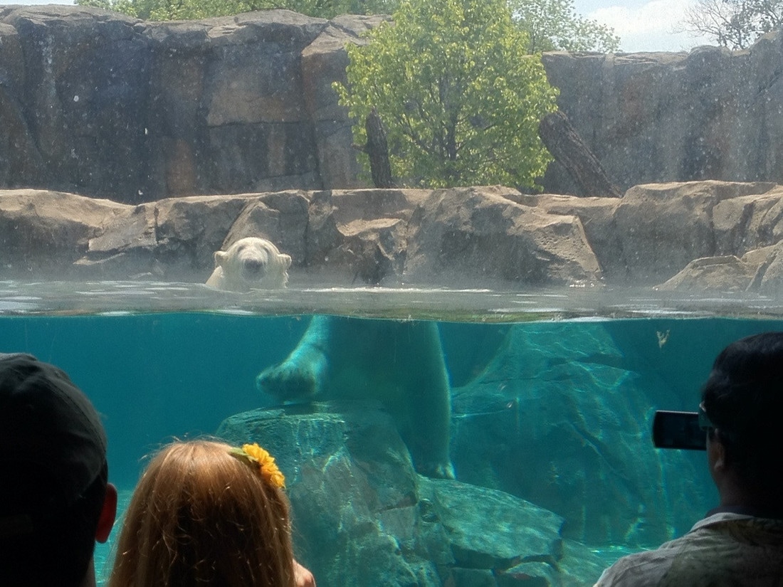 There’s a bear swimming in a pool in a zoo. The pool is visible from the side through a large window. Due to refraction, the head of the bear above the surface seems to be located at a different place than the rest of its submerged body. The bear seems beheaded and yet, it lives.