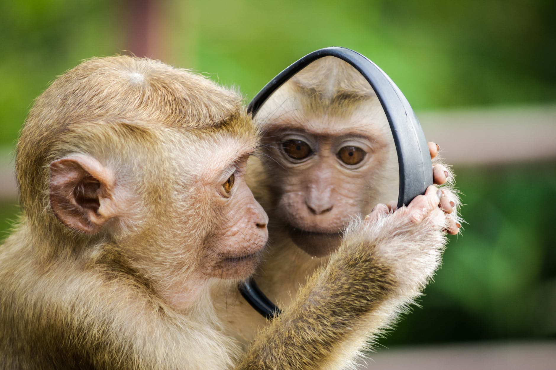 Close-up photo of primate looking in a mirror